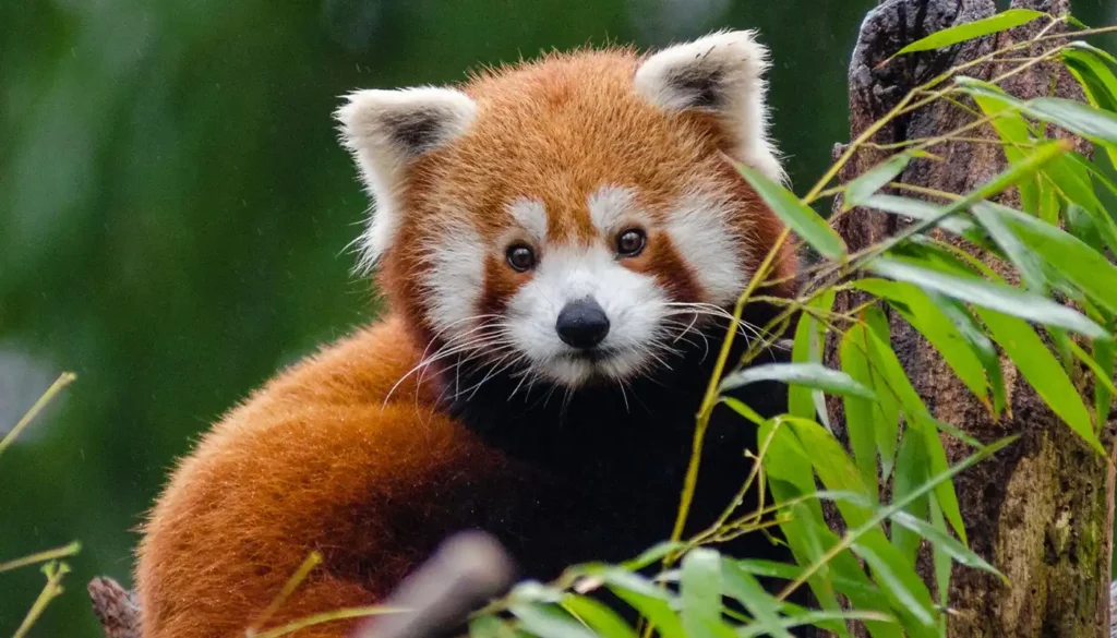 Nepal - Red Panda Tour